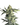 Northern Lights Cannabis-Samen