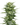 Pineapple Cannabis-Samen