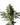 Cheese Cannabis-Samen