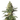 Runtz x Skywalker OG Cannabis-Samen