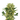 Runtz x Amnesia Cannabis-Samen