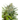 NORTHERN LIGHTS Auto Cannabis-Samen