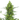 SKUNK Auto Cannabis-Samen