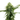 CRITICAL Auto Cannabis-Samen