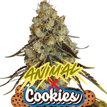 Animal Cookies Cannabis-Samen