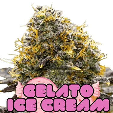 Gelato Ice Cream Cannabis-Samen