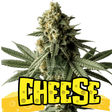 Cheese Cannabis-Samen