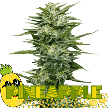 Pineapple Cannabis-Samen