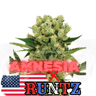 Runtz x Amnesia Cannabis-Samen
