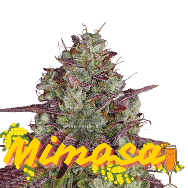 Mimosa Cannabis-Samen