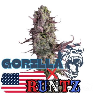 Runtz x Gorilla Cannabis-Samen