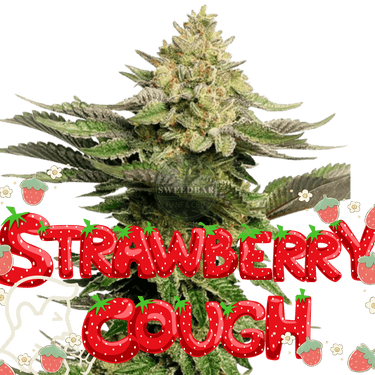 Strawberry Cough Cannabis-Samen
