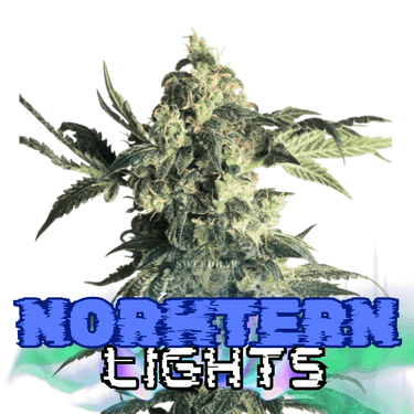 Northern Lights Cannabis-Samen