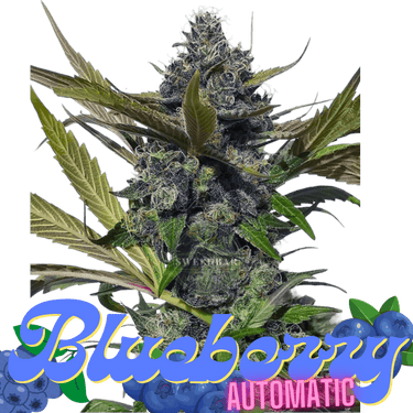 BLUEBERRY Auto Cannabis-Samen