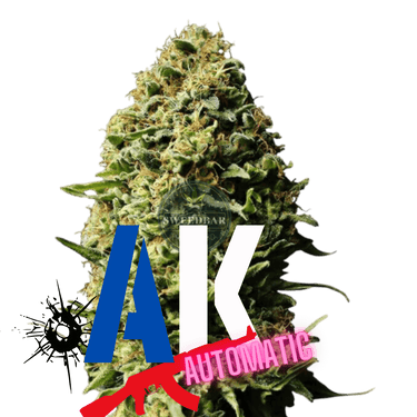 AK47 Auto Cannabis-Samen