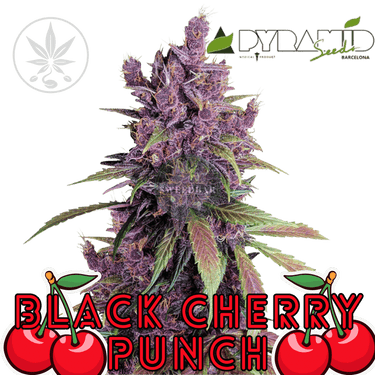 Black Cherry Punch - Pyramid Seeds