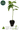 Black Cherry Punch Steckling - Pyramid Seeds