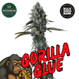 GORILLA GLUE #4 Steckling