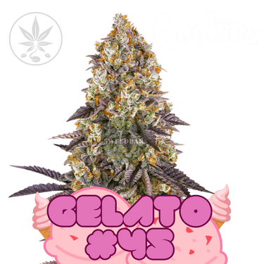 Gelato #45 - Cookie Fam Genetics