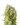Gorilla Glue x Dosidos Cannabis-Samen