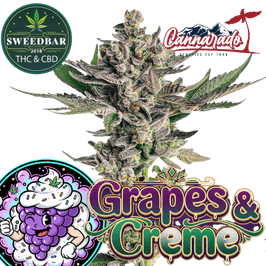 GRAPES & CREME Steckling