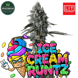 ICE CREAM RUNTZ Steckling