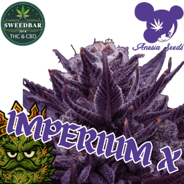 Imperium X Steckling