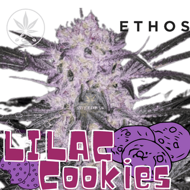 Lilac Cookies - Ethos Genetics
