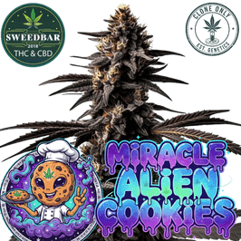 MIRACLE ALIEN COOKIES (MAC) Steckling