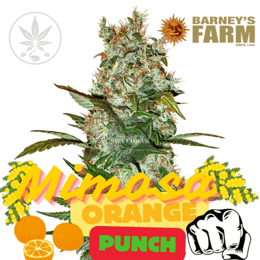 Mimosa Orange Punch - Barneys Farm