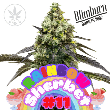 Rainbow Sherbert 11 - Blimburn Seeds