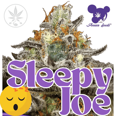 Sleepy Joe -Anesia Seeds