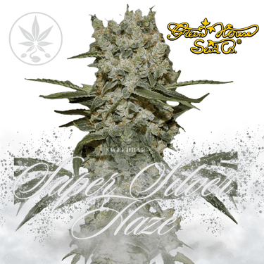 Super Silver Haze - Green House Seeds