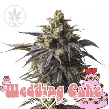 Wedding Cake - Seed Junky Genetics