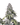 Zkittlez x Dosidos Cannabis-Samen