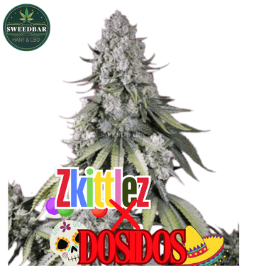 Zkittlez x Dosidos Cannabis-Samen