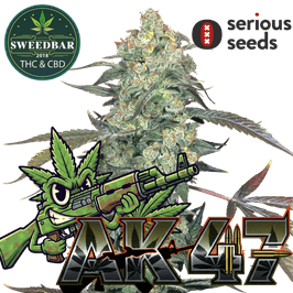 AK47 Steckling