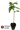 AK47 Steckling