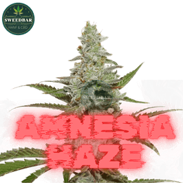 AMNESIA HAZE Steckling