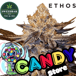 CANDY STORE Steckling