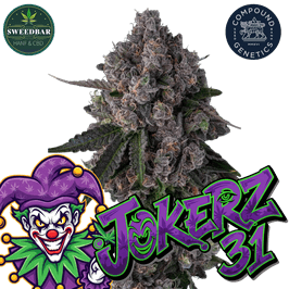 JOKERZ 31 Steckling