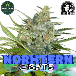 NORTHERN LIGHTS Steckling