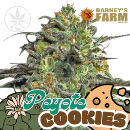 PEYOTE COOKIES Steckling