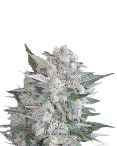 Critical x Black Domina Cannabis-Samen