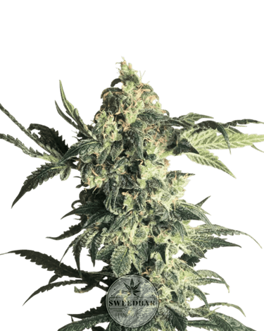 Northern Lights Cannabis-Samen