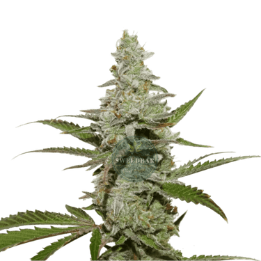 AMNESIA HAZE Auto Cannabis-Samen