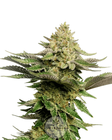 Strawberry Cough Cannabis-Samen