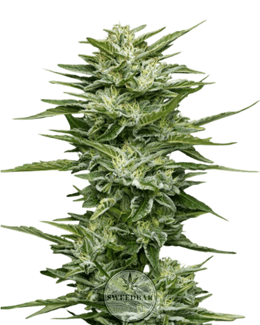 Pineapple Cannabis-Samen
