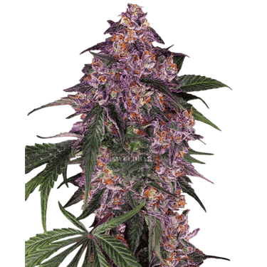 PURPLE Auto Cannabis-Samen