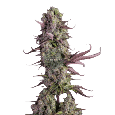 Runtz x Gorilla Cannabis-Samen